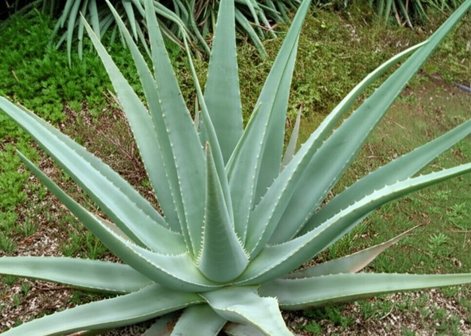 aloe vera c Seven Minerals Organic Aloe Vera Gel - 1 Gallon - with 100% Pure Aloe From Freshly Cut Aloe Plant, Not Powder