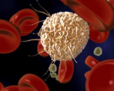 adult-stem-cells