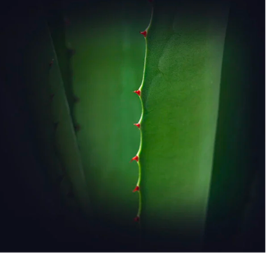 StemAloe®