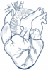 cardiovascular-system-icon
