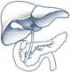 endocrine-system-icon