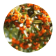 food-icon