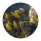 fucus-vesiculusion-icon