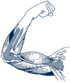 muscles-icon
