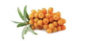 sea-buckthorn-berries