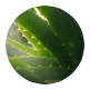 stemaloe-icon