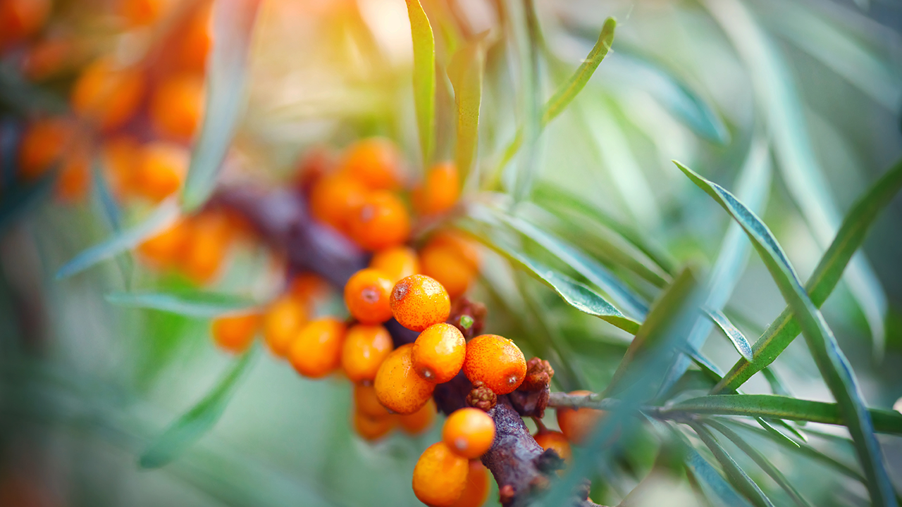 SeaStem™ (Sea Buckthorn Extract)