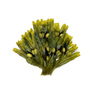 Ascophyllum Nodosum (70% Fucoidan)