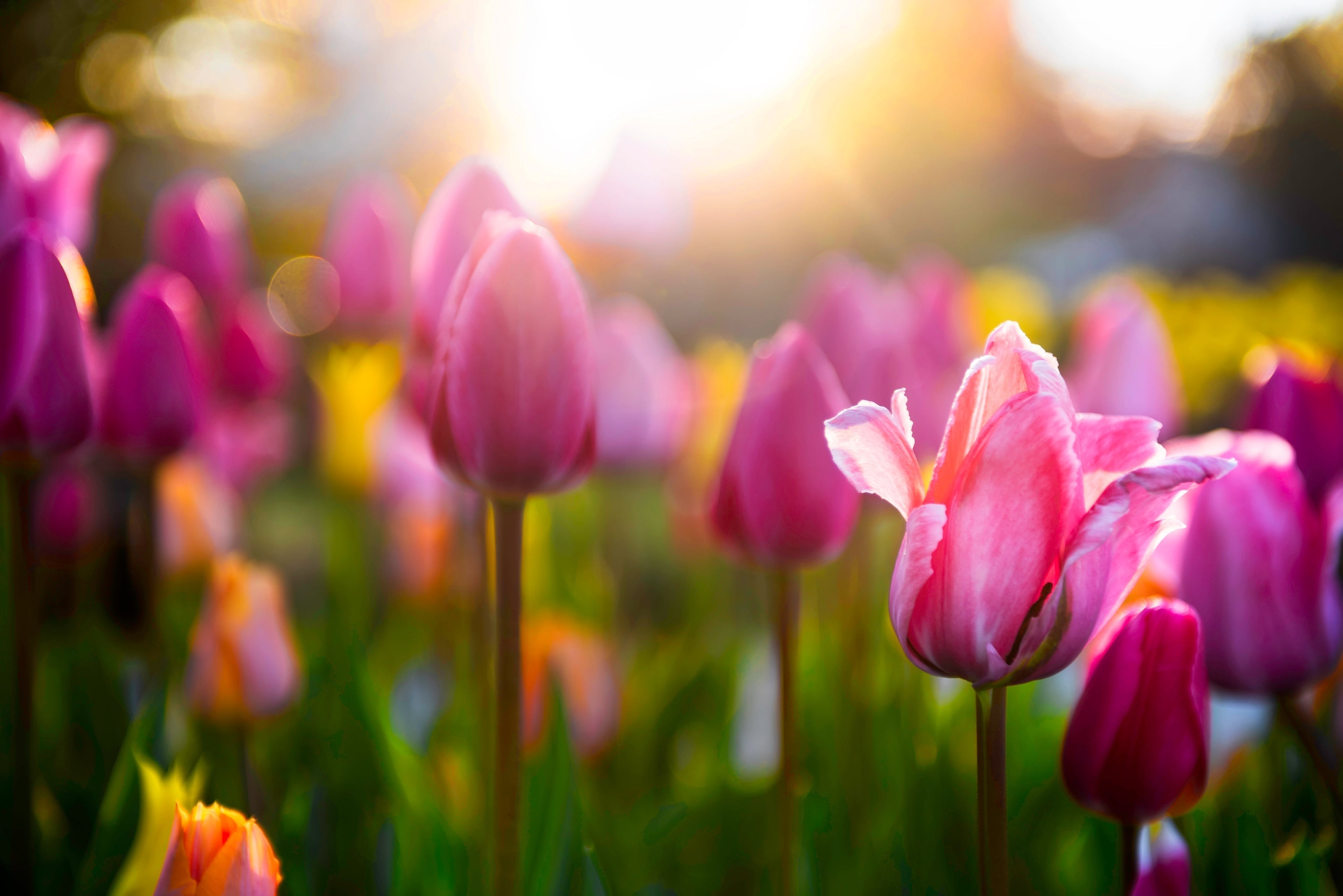 Spring: A Season of Renewal for You and Your Health