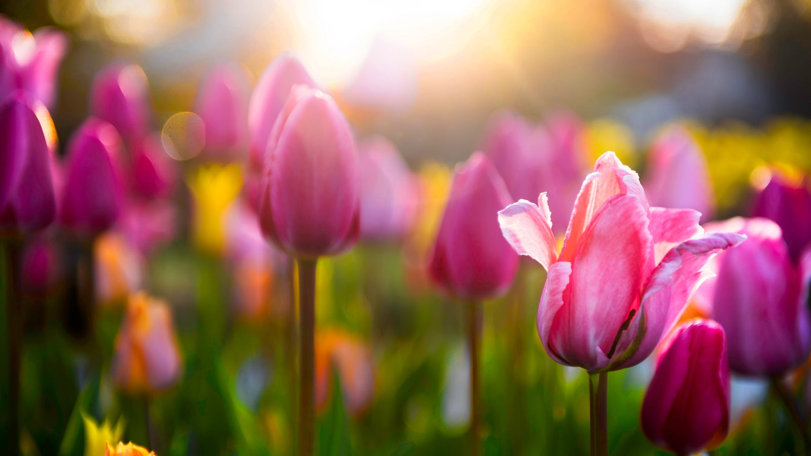 Spring: A Season of Renewal for You and Your Health