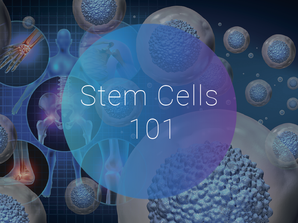 Stem Cells 101: Your Complete Guide to Understanding Stem Cells and How Supporting Them Impacts the Health of Your Whole Body