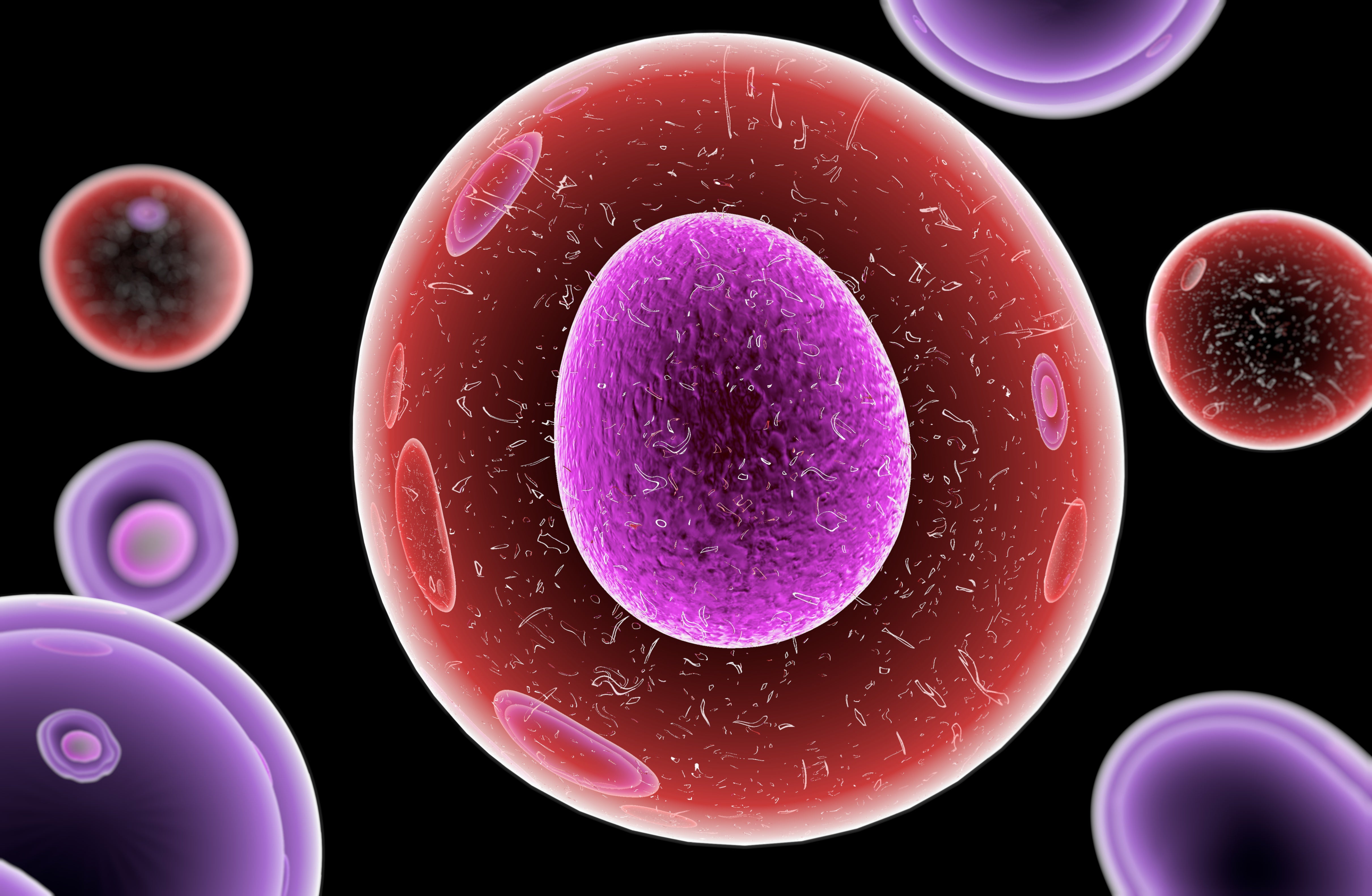 What Is The Role Of Stem Cells ?