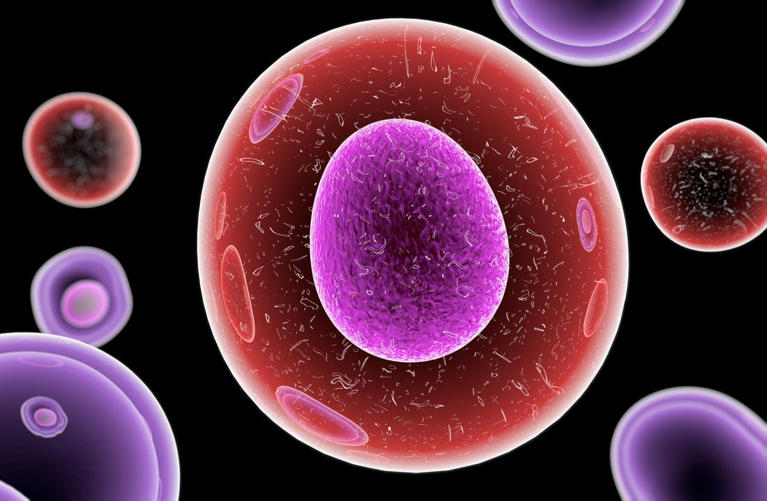 adult-stem-cells