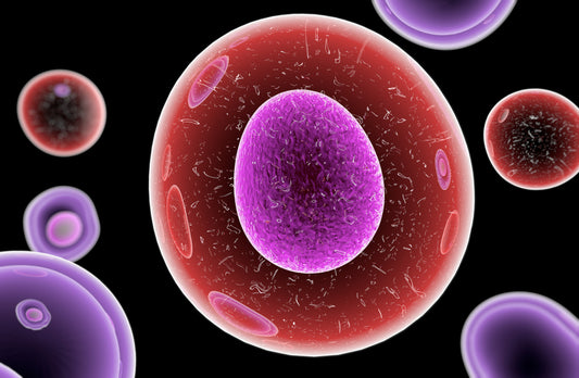 adult-stem-cells