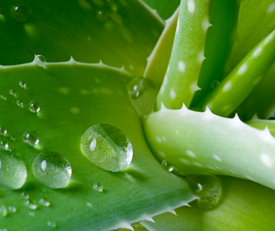 Aloe Macroclada: A Pioneering Discovery In Stem Cell Mobilization