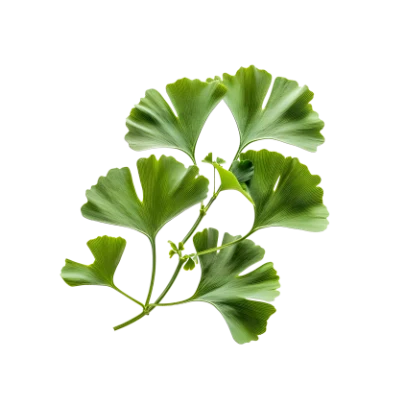 Ginkgo Biloba Extract
