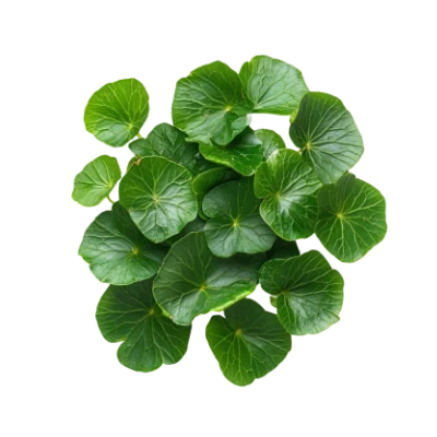 Gotu Kola Extract (90% Triterpenoids)