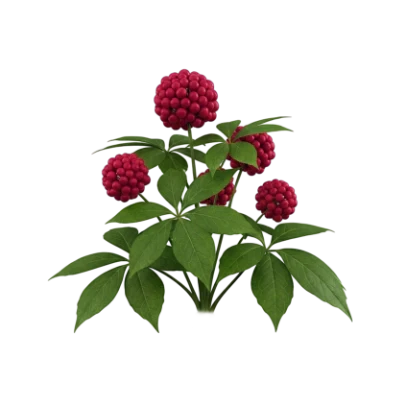 Panax Notoginseng Extract