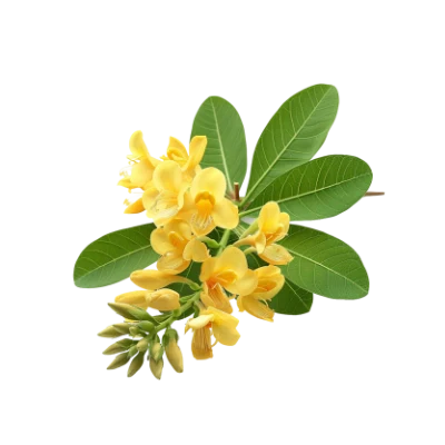 Pterocarpus marsupium Extract (Pterostilbene 98%)