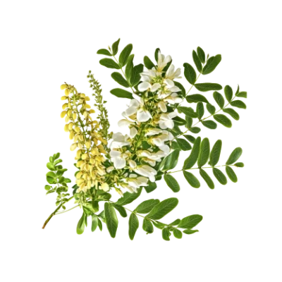 Sophora japonica (Rutin, Hesperidin, Quercetin)