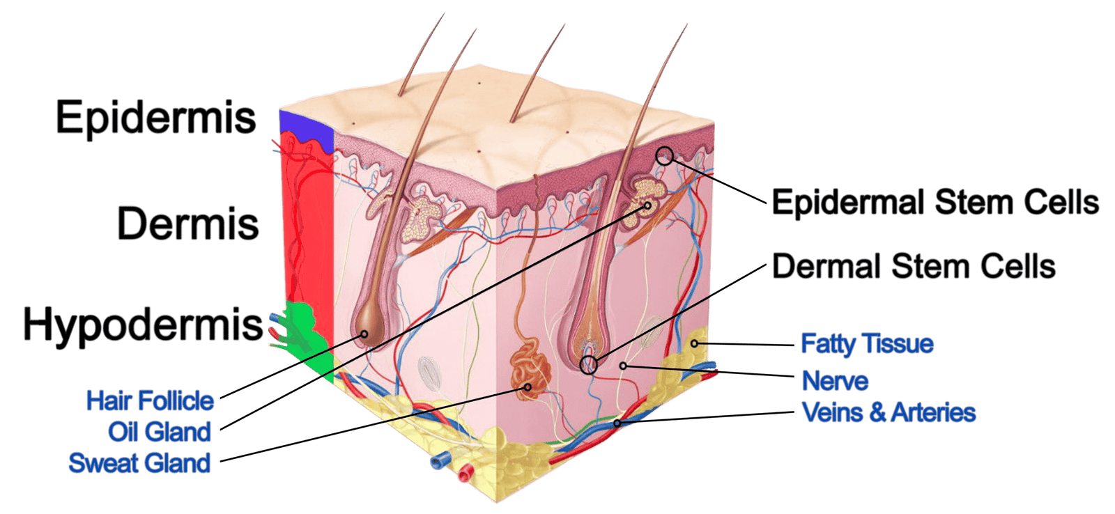 stem-cell-in-skin-layer