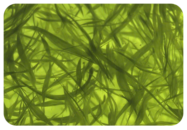 Mobile-AphanizomenonFlos-aquaePolysaccharideExtract.png