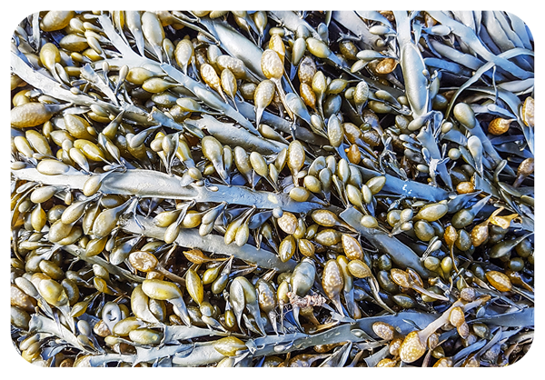 Mobile-AscophyllumNodosum_f37b1191-d549-427f-8c15-efa751ddb789.png