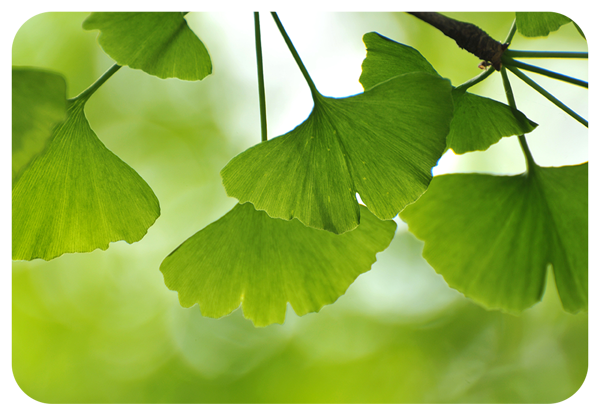 Mobile-GinkgoBilobaExtract.png