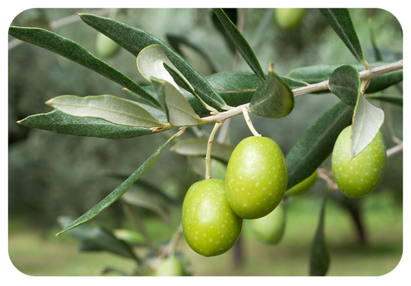 Mobile-OliveExtract.png