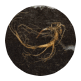 fucus-vesiculusion-extract-icon