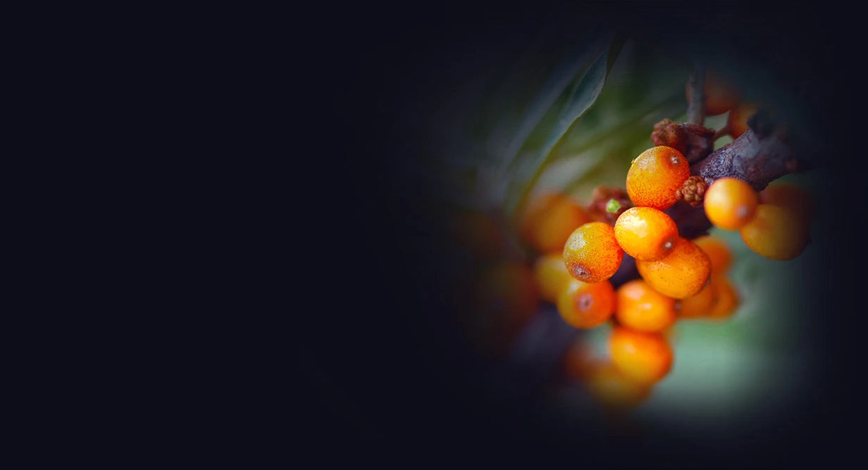 Close-up of a cluster of Seabuckthorn berries on a dark background