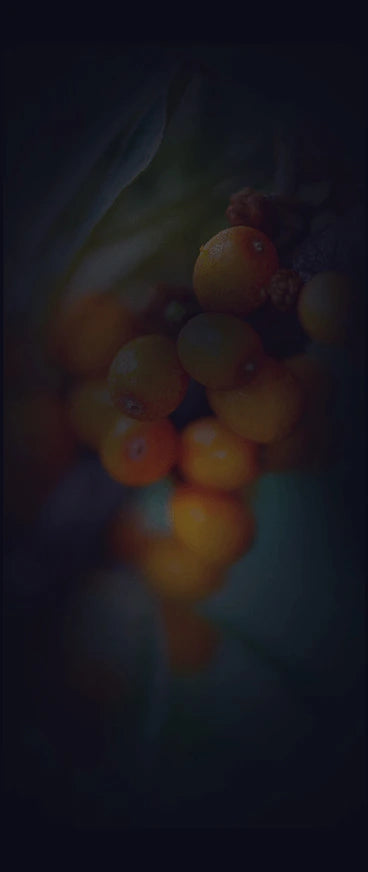 Close-up of a cluster of Seabuckthorn berries