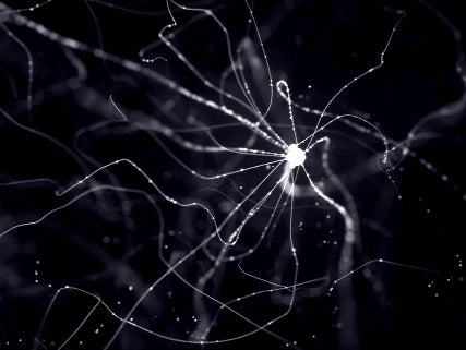Neuron-like structure with branching extensions on a dark background