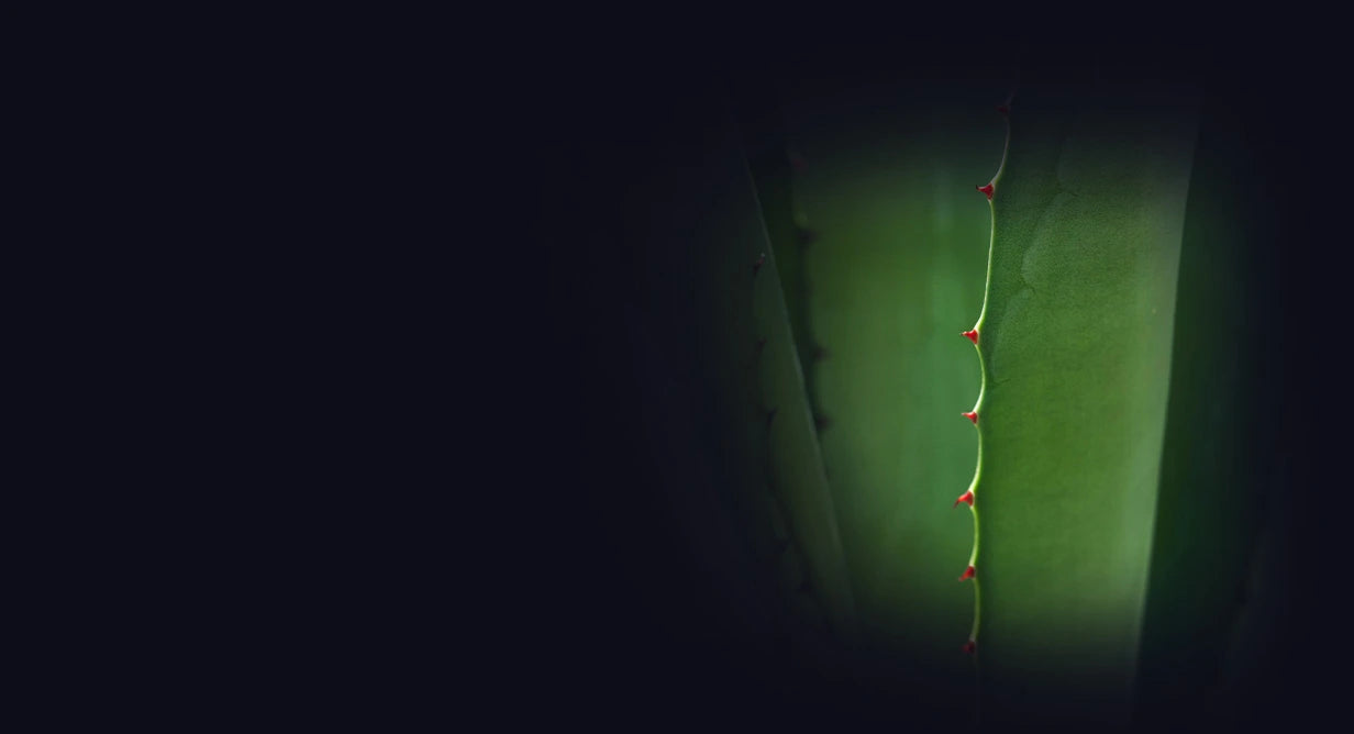 Stemregen website close-up of StemAloe™ with a dark background