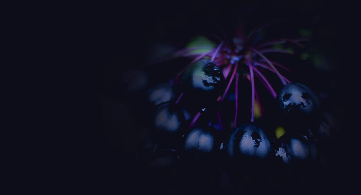 Natural ingredients for advanced stem cell support